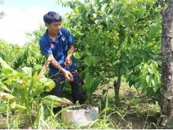 Đắk Lắk warns farmers not to grow sacha inchi on mass scale