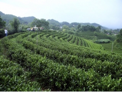 Developing raw material areas essential for Việt Nam’s agricultural growth