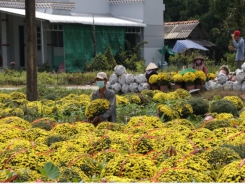 Mekong Delta’s main flower, ornamental plant growing district affected by saltwater in rive