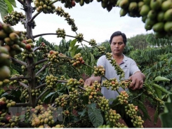 Experts talk ways to add value to Vietnamese coffee