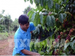 Coffee prices expected to rise due to supply shortage