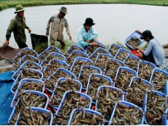 Shrimp exports to EU surge