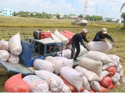 Why has Vietnam's rice export price soared to nearly 500 USD/tonne?