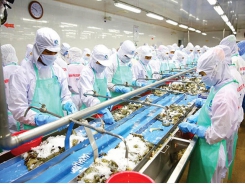 Việt Nam needs solutions promoting sustainable seafood exports to the EU: experts