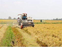 Long An to expand high-quality, hi-tech rice farming