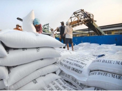 Improved rice quality helps export prices rise