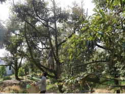 Durian farmers' incomes rise after improving quality, yield