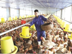 Hà Nội's agricultural production and supply continues despite pandemic restrictions