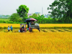 Vietnamese agriculture seeks ways to adapt to new context