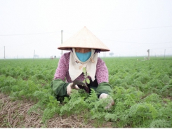 Export potential for Hai Duong carrots are expanding