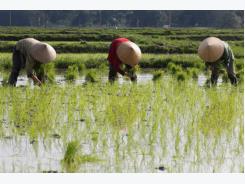 Vietnam's Jan-Feb rice export volume dips, value slides faster