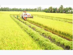 Agriculture ministry backs cooperatives to build material zones