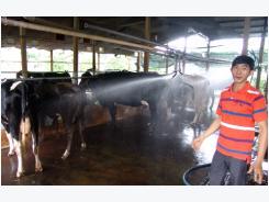 TP.Hồ Chí Minh mạnh tay “thay máu” đàn bò sữa