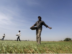 Ấn Độ: nhà nông trông chờ ở startup công nghệ