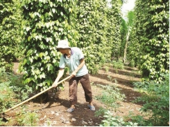 Sustainable growth for pepper industry