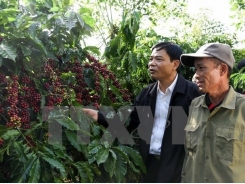 Market to bode well for coffee export