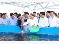 High-tech shrimp farming area constructed in Bac Lieu province