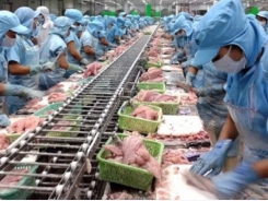 Vietnam pangasius exports totaled USD 1.62 billion