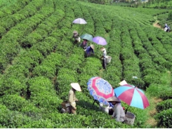 Tea sector urged to improve product quality amid growing supply source