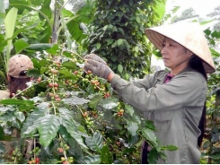 Vietnam’s coffee exports to Algeria rise sharply