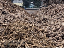 Vietnam's cassava industry faces big hurdles