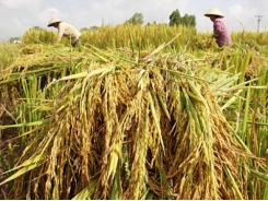 Vietnam targets 6.5 million tonnes of rice exports this year