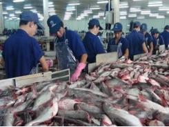 Export of tra fish expected to reach $2.06 billion this year