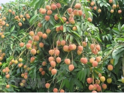 Japan opens door for Vietnamese lychee