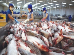 Pangasius market in 2019 from bird’s eyes view