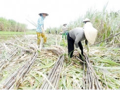 When sugarcanes lose commercial cane sugar