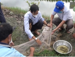 Ca Mau farmers happy with the cultivation of rice and giant freshwater prawns