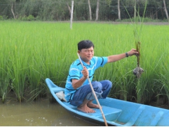 Organic rice-shrimp - International-level and environmental-friendly