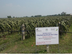 Turning dragon fruit stems into organic fertilizer