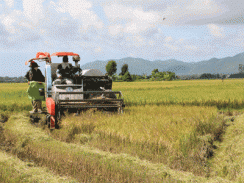 Vụ lúa Đông Xuân sớm nông dân lãi 16-20 triệu đồng/ha