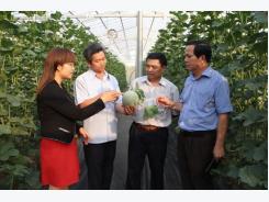 Central Highlands’ high-tech agriculture development faces challenges