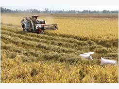 Clean rice processing cuts costs, emissions