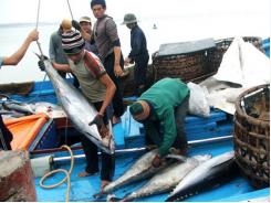 Vietnamese tuna exports suffer from Japan’s high import tariff