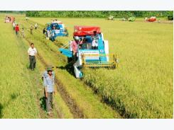 Mekong Delta farmers to be trained in sustainable rice cultivation
