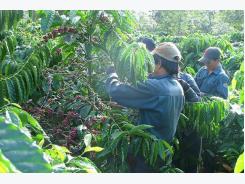 Deal expected to revive Vietnam's coffee industry