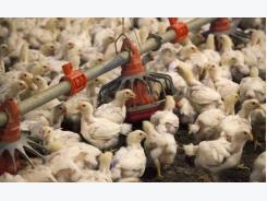 Vietnam halts US poultry imports to prevent bird flu spread - govt