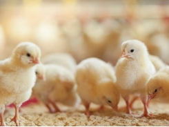 How to formulate low-protein diets for pigs, poultry