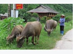 Tình hình chăn nuôi chung của cả nước tháng 2/ 2018