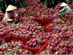 Mekong Delta city expects to increase fruit exports