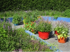 How to Grow Fruits, Vegetables, and Herbs in a Container Garden