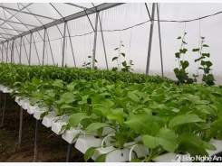 Mô hình trồng rau thủy canh đầu tiên ở Nghệ An