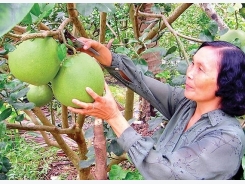 Ben Tre green-skin grapefruit gets geographic branding