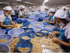 Vietnam seeks to stay on top of world cashew market