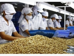 Cashew sector eyes quality