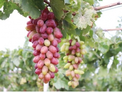 Grape variety approved for cultivation