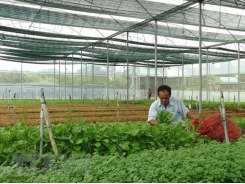 Việt Nam targets to attract 100,000 businesses in agriculture